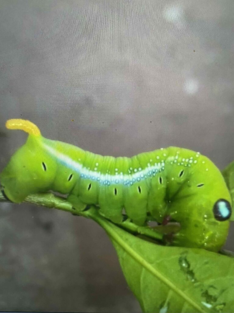 Big green caterpillar