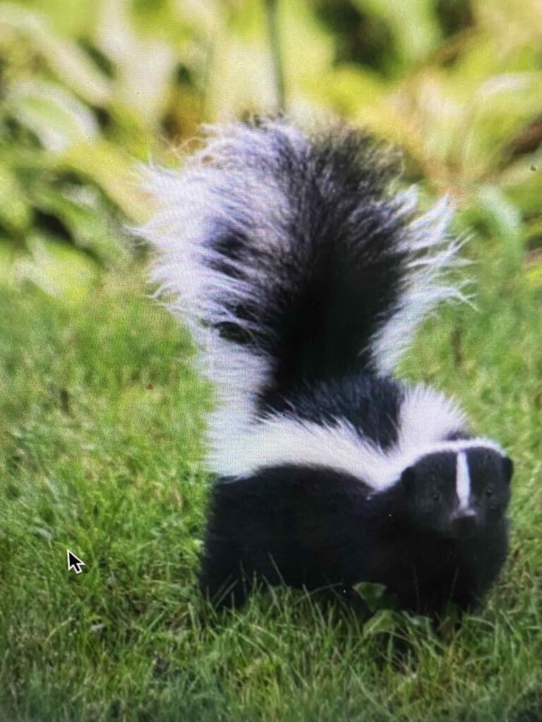 Skunk