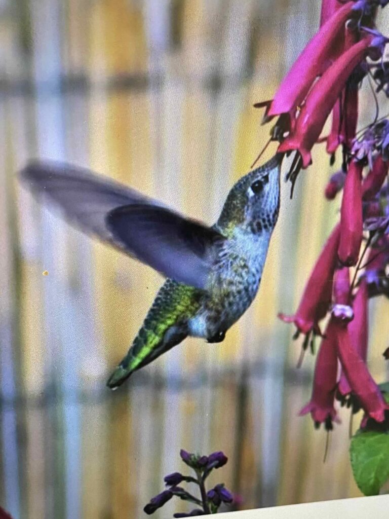 Hummingbird