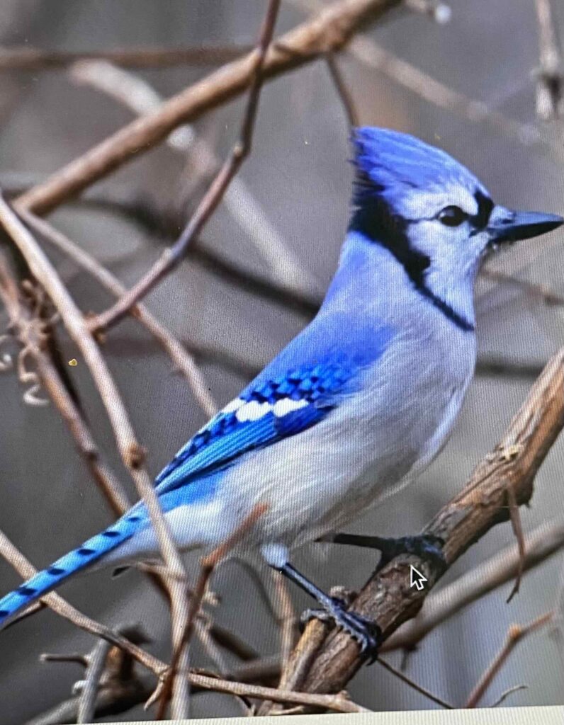 Blue jay