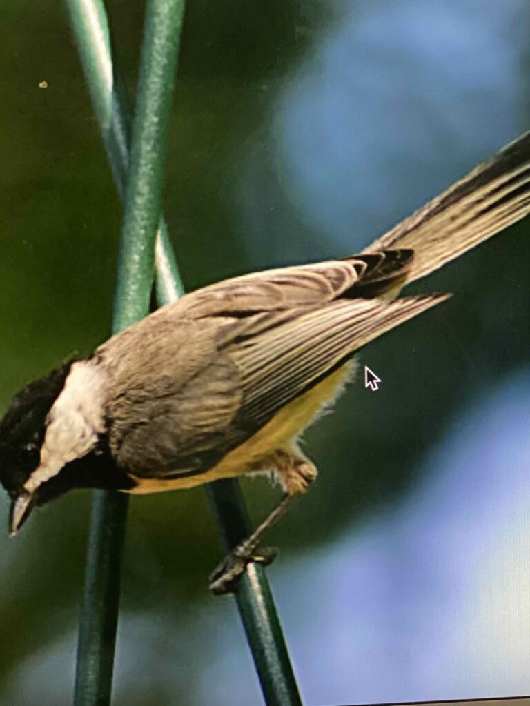 Chickadee bird