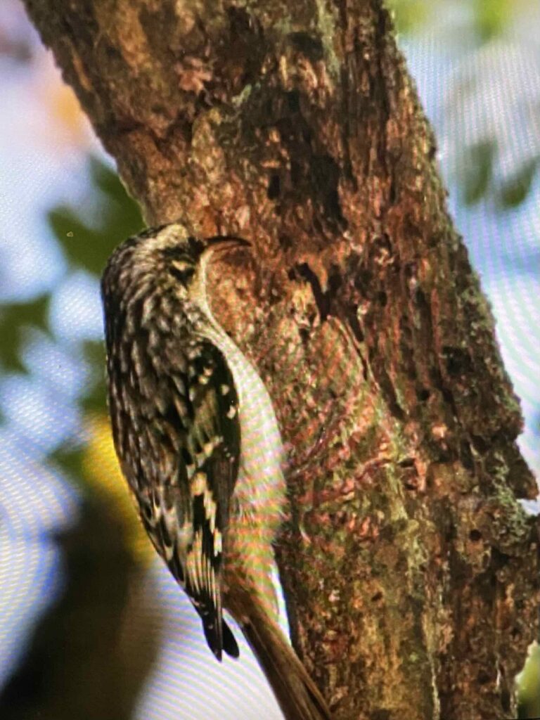 Brown creeper