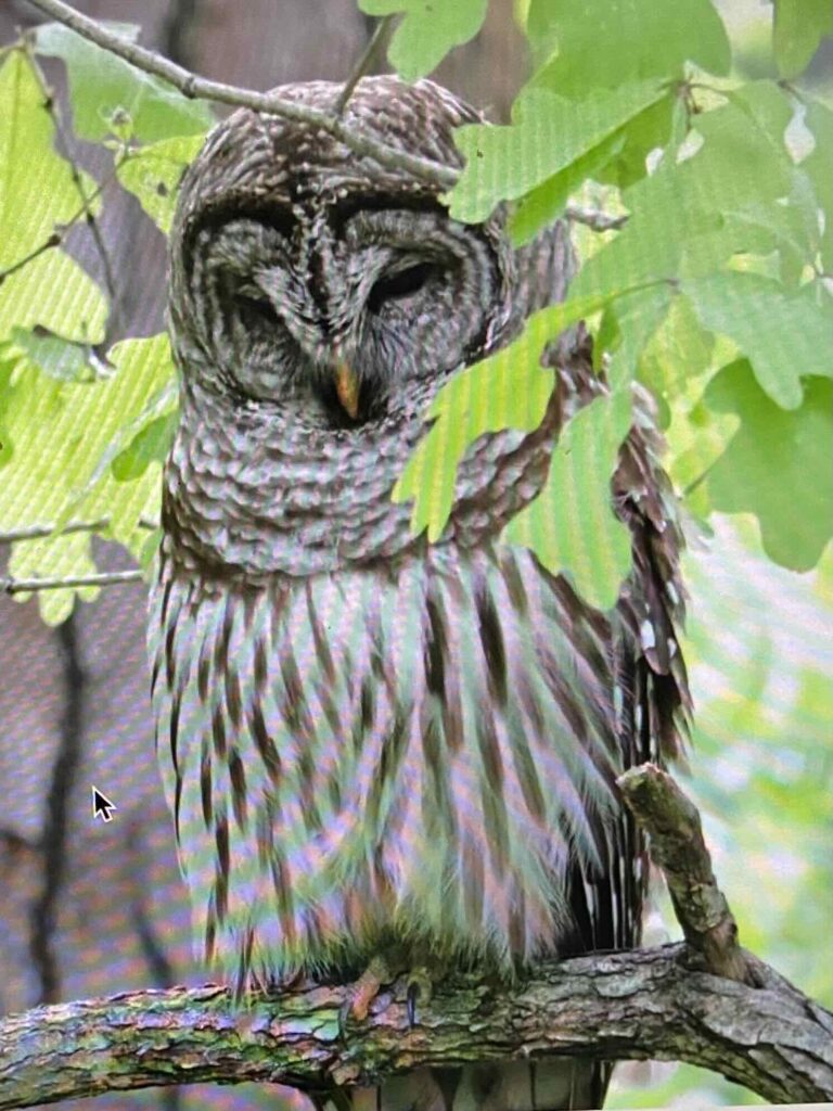 Barred owl