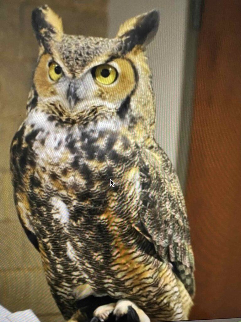 Great horned owl