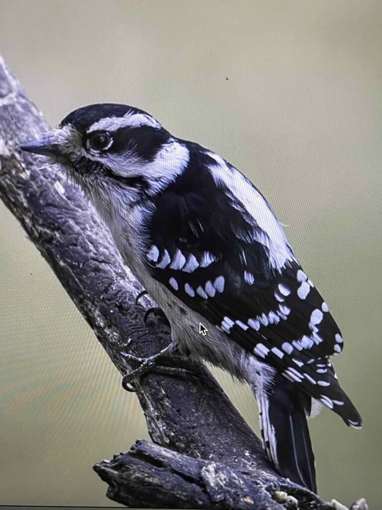 Downy woodpecker