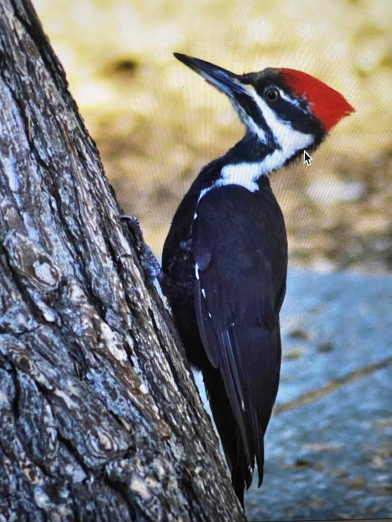 Pileated woodpecker