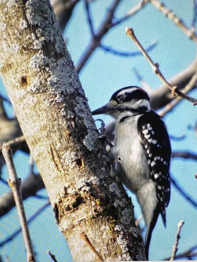 Hairy woodpecker