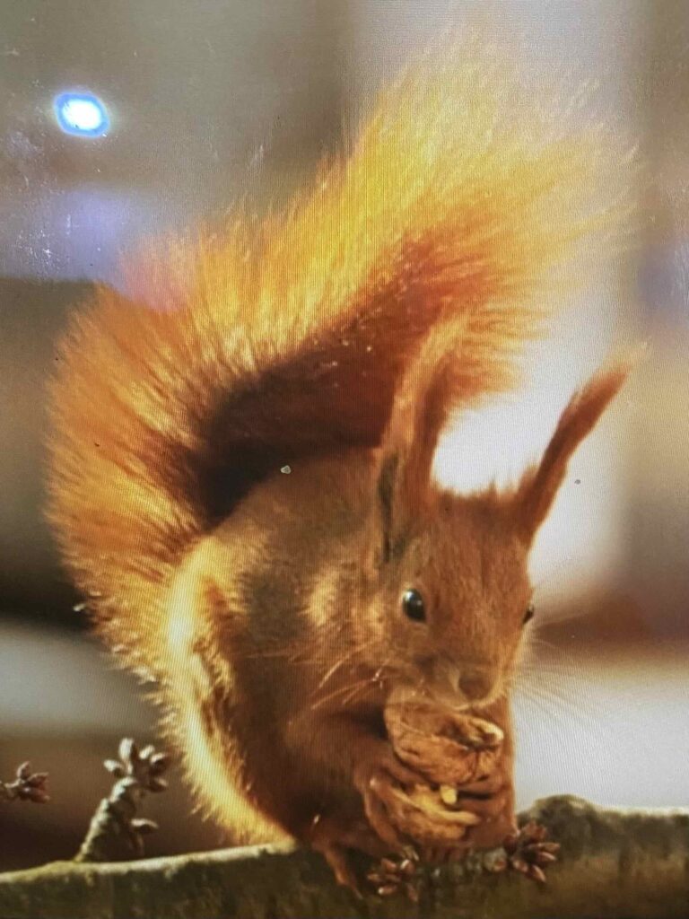 red squirrel