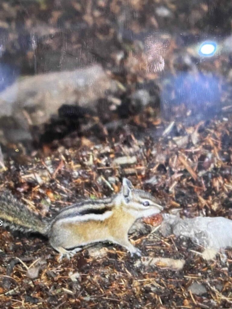 chipmunk