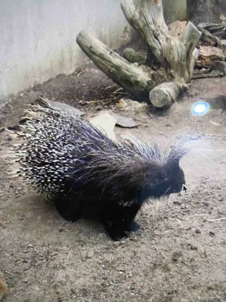 porcupine