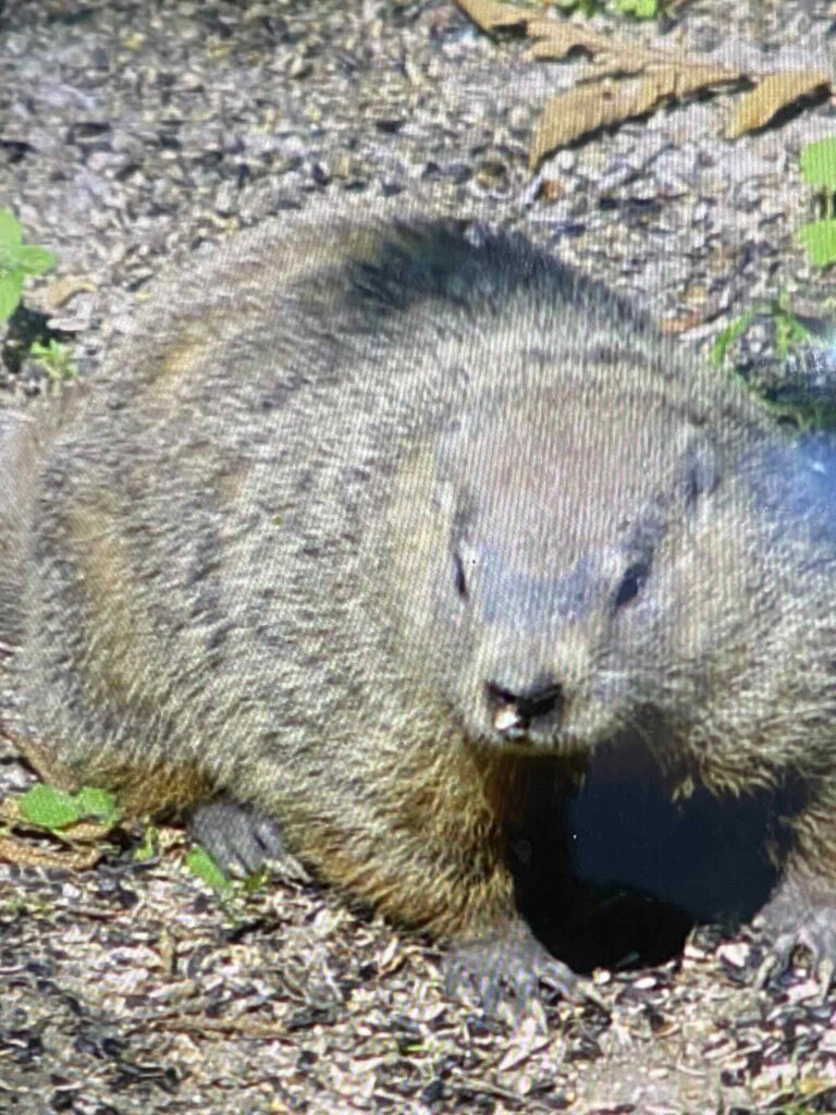 groundhog