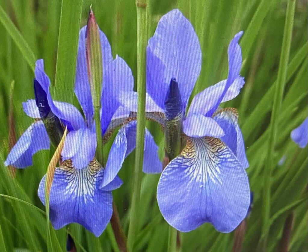 Blue irises