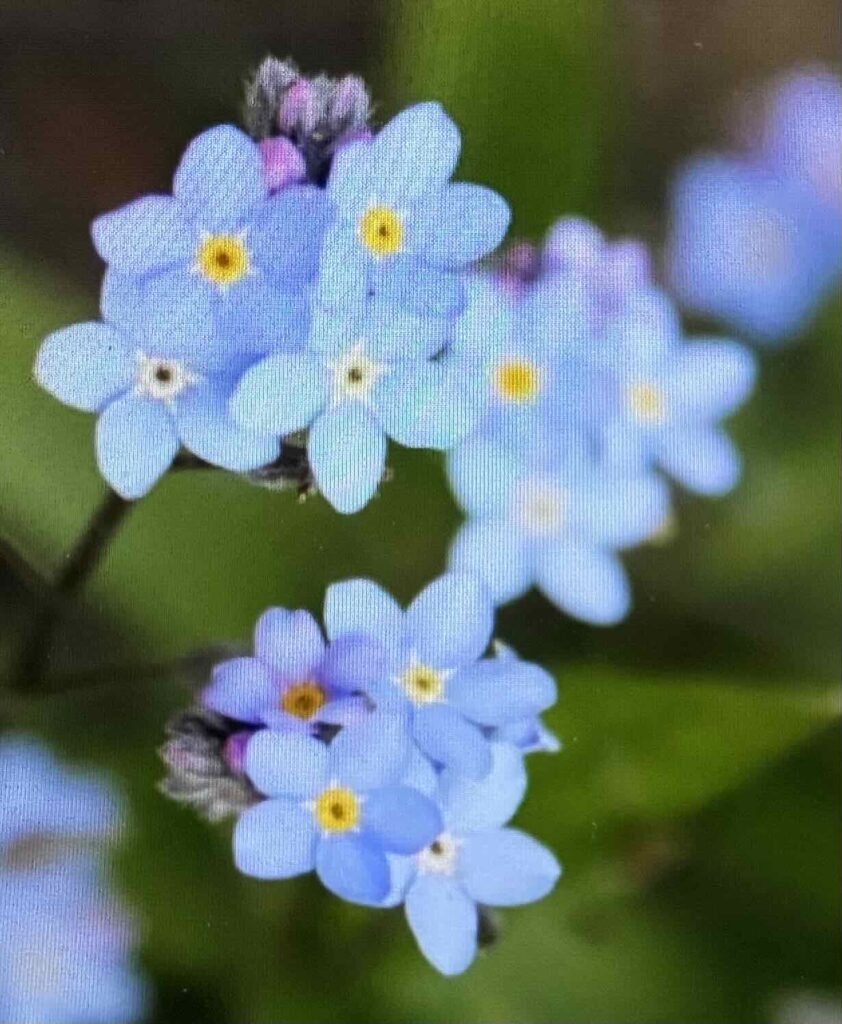 Blue forget-me-not flowers