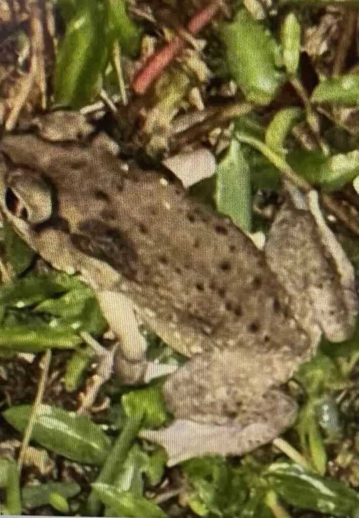 In the grass, "where a toad may live". (Steinbeck, p. 7)