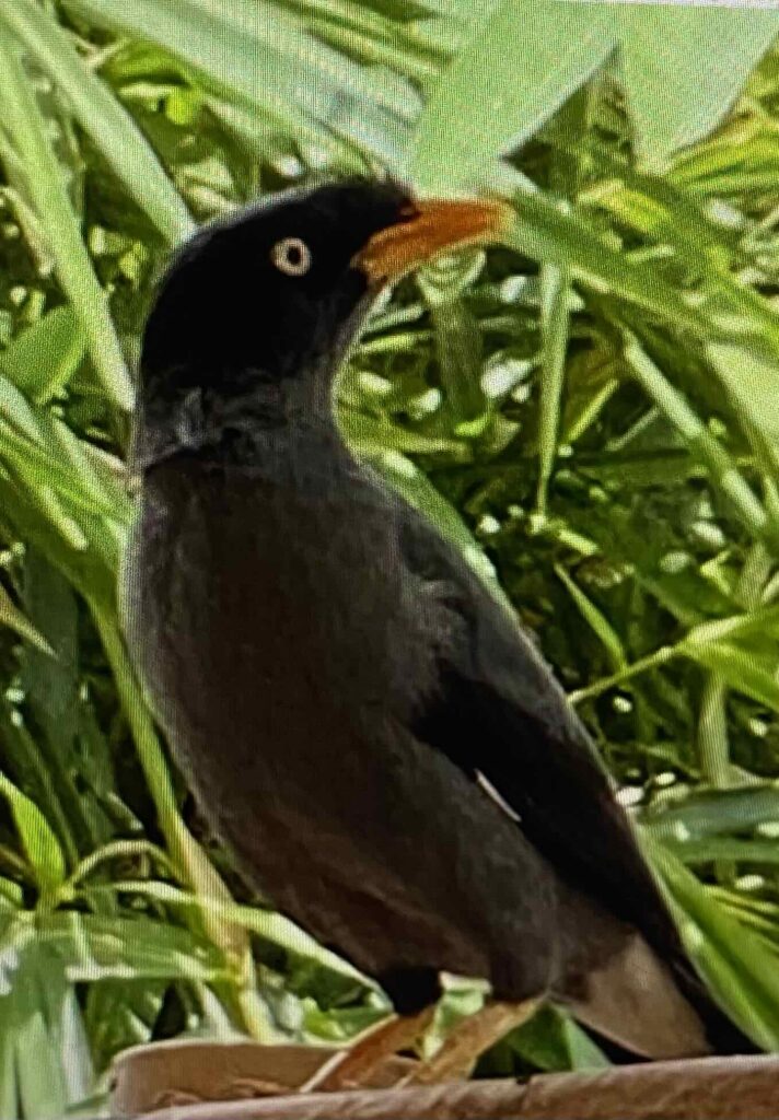 "what time the birds awaken in the summer" (Steinbeck, p. 7)