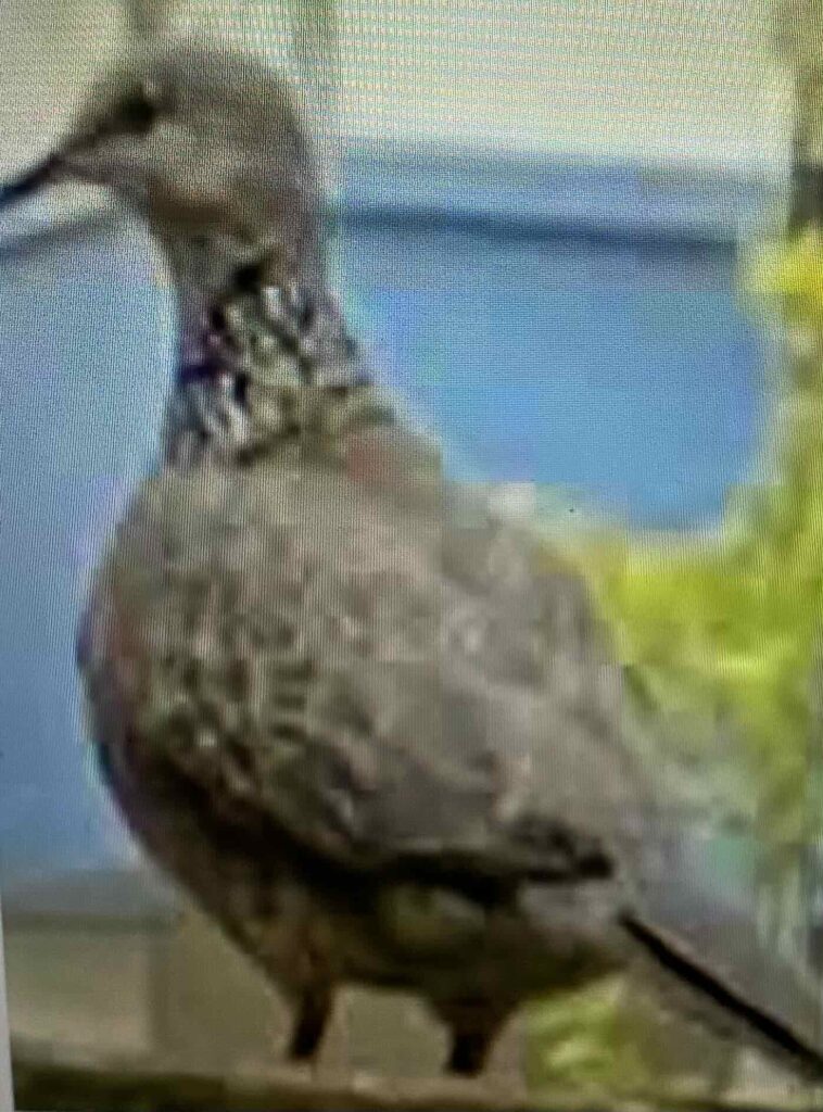 "what time the birds awaken in the summer" (Steinbeck, p. 7)