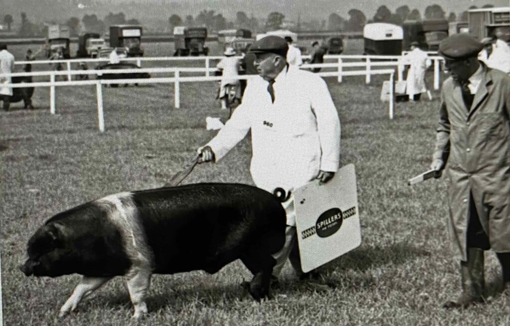 I imagine this could be Major, the show pig. This place could be the venue for a show.