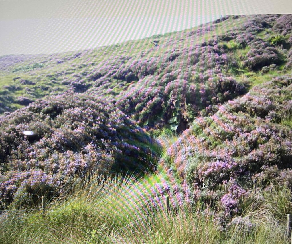 Heather of the moors in Yorkshire.