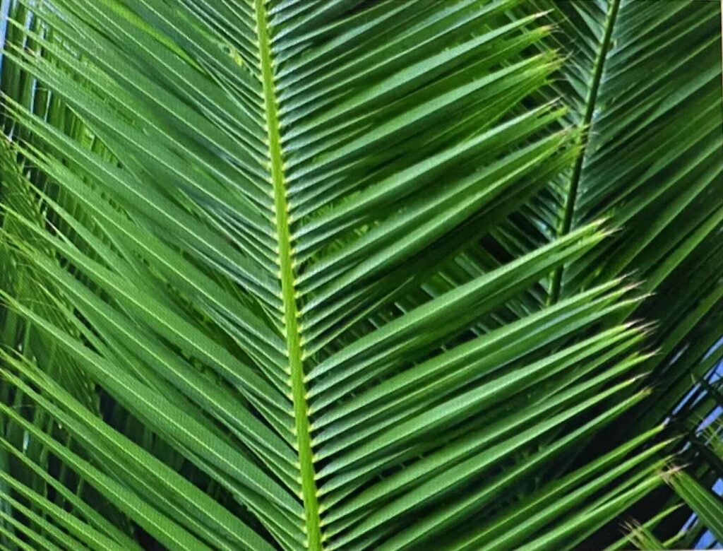 Palm leaves