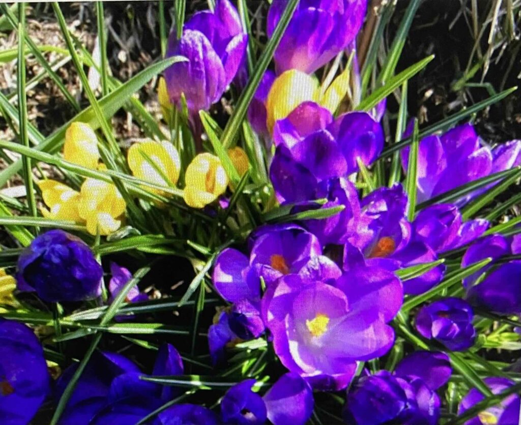 Crocuses