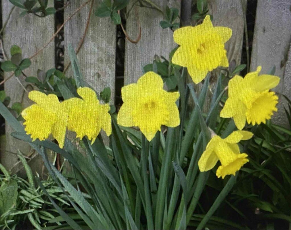 Daffodils