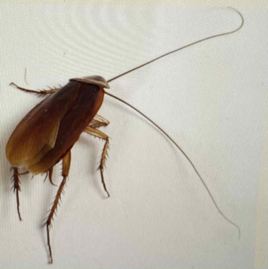 cockroach