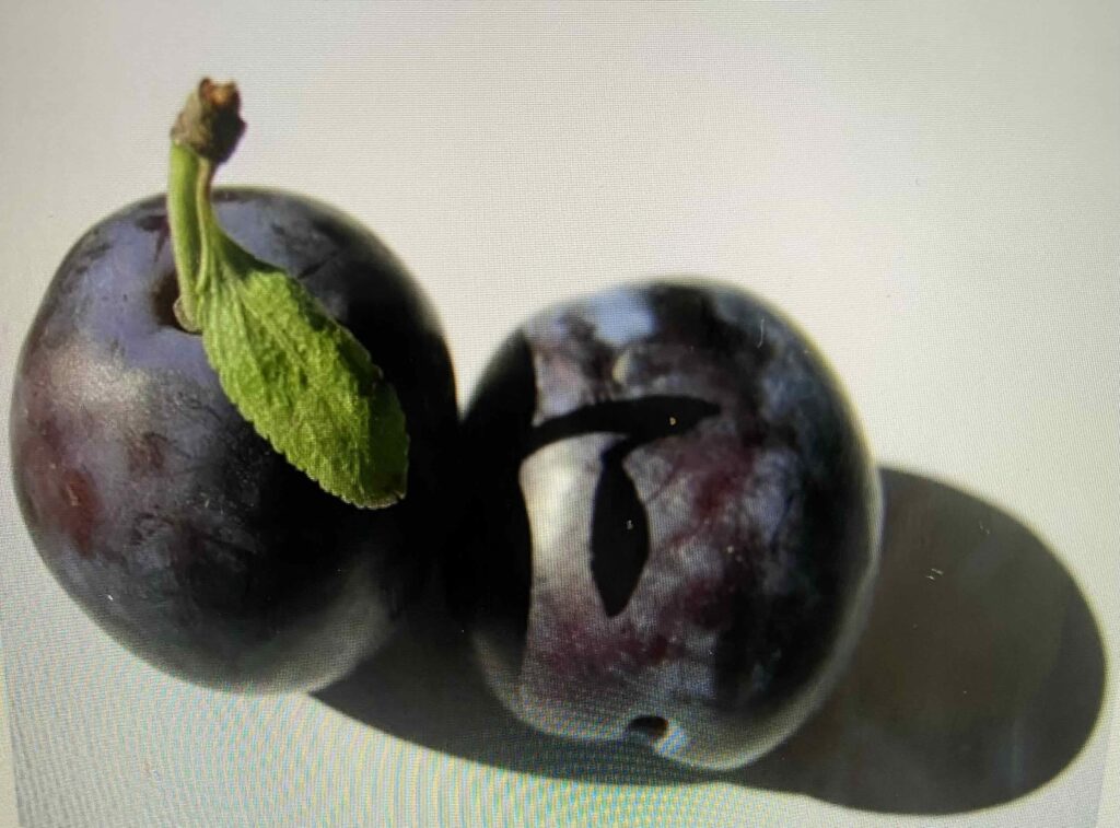 Two purple plums sit side by side.
