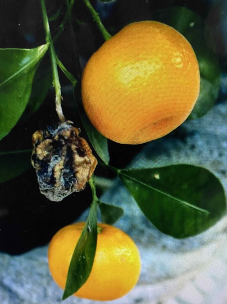 Tangerines on a branch.